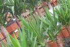 Budgee Budgee NSWplant-nursery-10.jpg; ?>