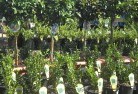 Budgee Budgee NSWplant-nursery-14.jpg; ?>
