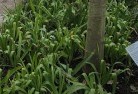 Budgee Budgee NSWplant-nursery-23.jpg; ?>