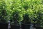 Budgee Budgee NSWplant-nursery-24.jpg; ?>