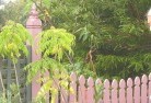 Budgee Budgee NSWplant-nursery-6.jpg; ?>